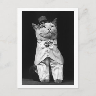 Postal Gato con Gorra, 1906