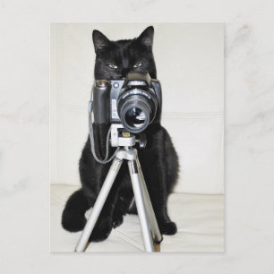 Postal Gato con la cámara