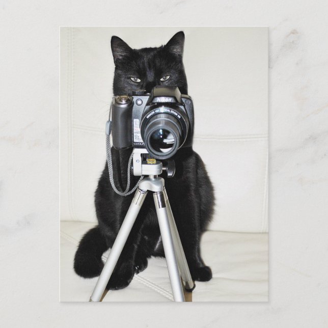 Postal Gato con la cámara (Anverso)