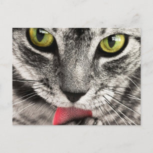Postal Gato con Lengua fuera Lame