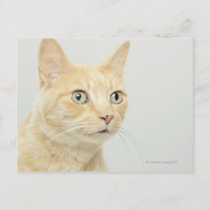 Postal Gato con los ojos abiertos