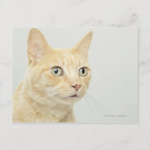 Postal Gato con los ojos abiertos ancho, de cerca