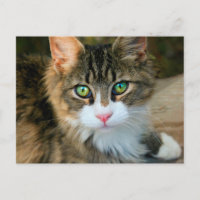 Gato con ojos verdes