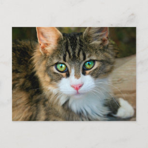 Postal Gato con ojos verdes