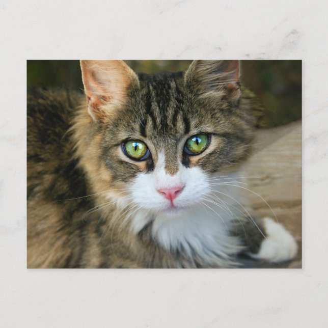 Postal Gato con ojos verdes (Anverso)