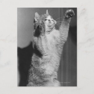 Postal Gato con patas altas (B&W)