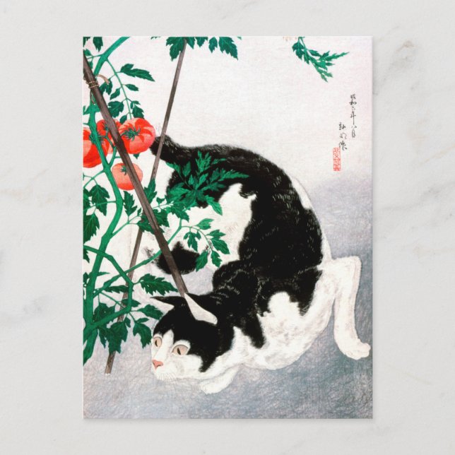 Postal Gato con planta de tomate - Hiroaki Takahashi - Ar (Anverso)