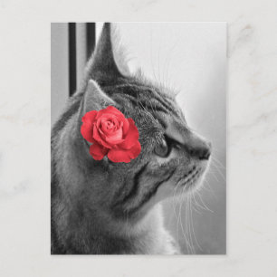 Postal Gato con Rosa