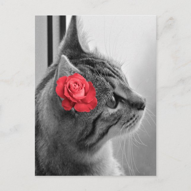 Postal Gato con Rosa (Anverso)