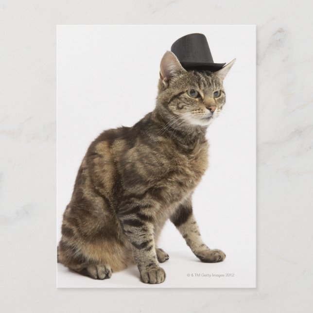 Postal Gato con sombrero superior (Anverso)