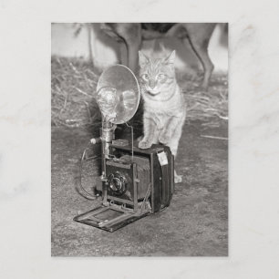Postal Gato con una cámara, 1936