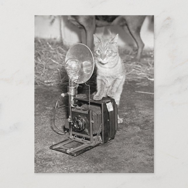 Postal Gato con una cámara, 1936 (Anverso)