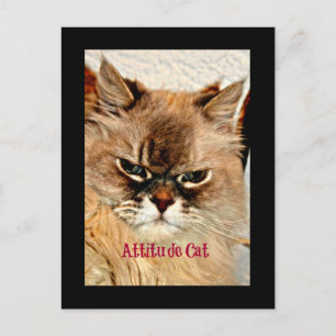 Postal Gato de actitud