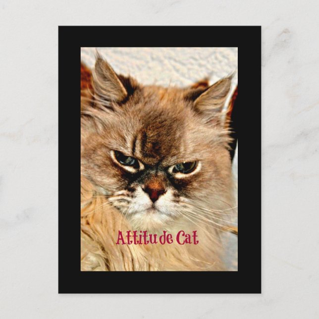Postal Gato de actitud (Anverso)