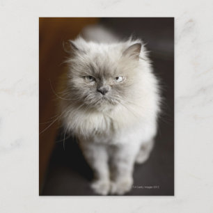 Postal Gato de Blue Point Himalayan con aspecto irritado
