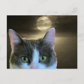 Postal Gato de búsqueda y luna llena