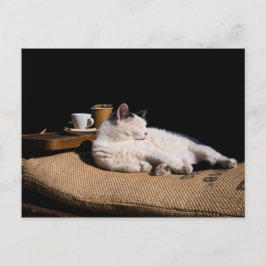 Postal Gato de café