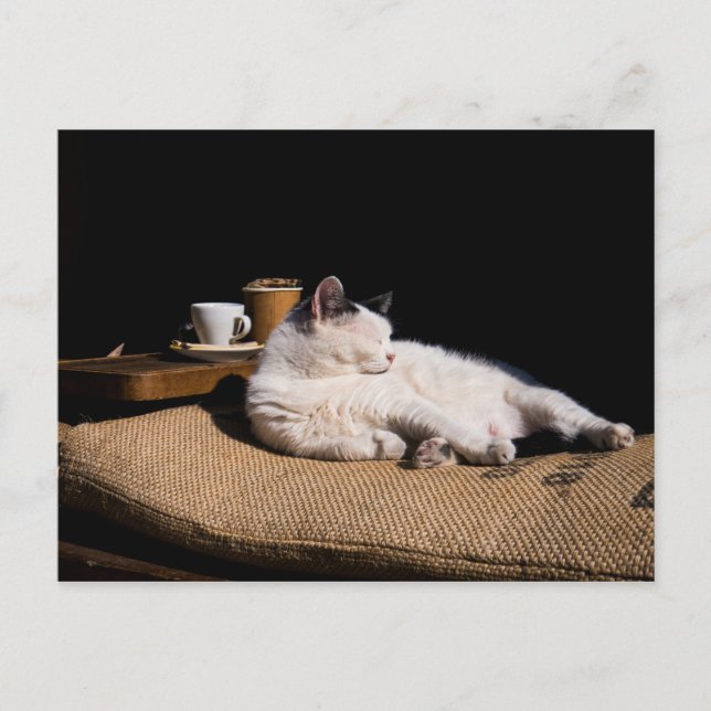 Postal Gato de café (Anverso)