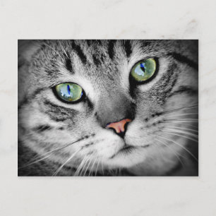 Postal Gato de cierre