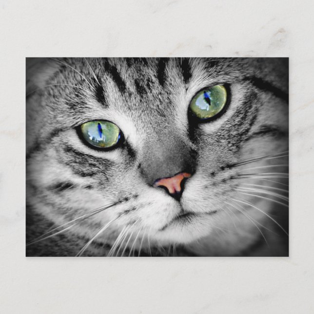 Postal Gato de cierre (Anverso)