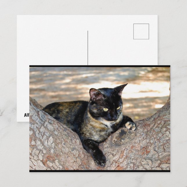Postal Gato de Concha en Árbol (Anverso / Reverso)