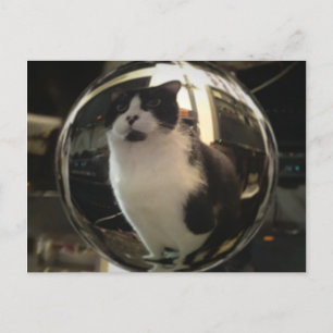 Postal Gato de cristal