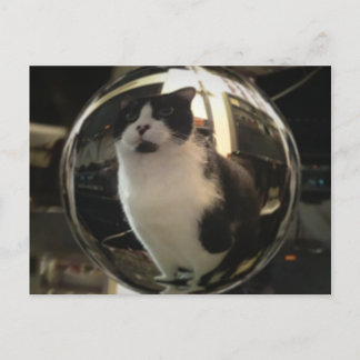 Postal Gato de cristal