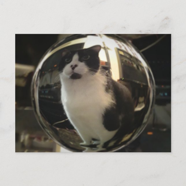 Postal Gato de cristal (Anverso)