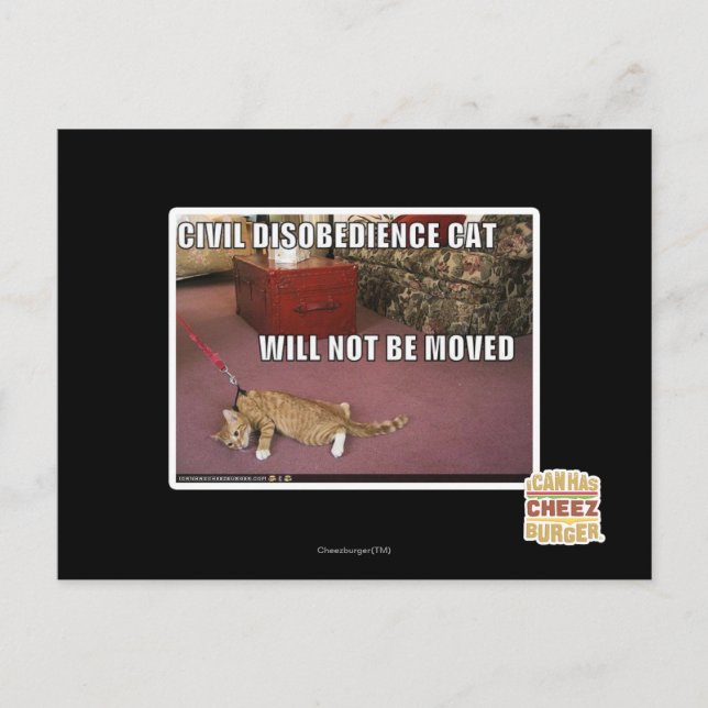 Postal Gato de desobediencia civil (Anverso)