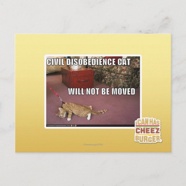 Postal Gato de desobediencia civil (Anverso)