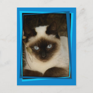 Postal Gato de España 1
