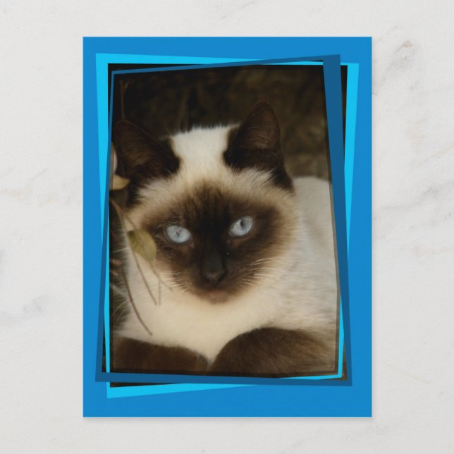 Postal Gato de España 1 (Anverso)