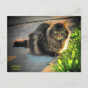 Postal Gato de gatitos soleados y fríos