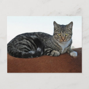 Postal Gato de granero en Dunnit