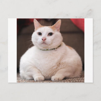 Postal Gato de grasa