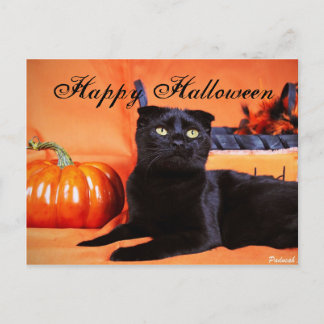 Postal Gato de Halloween
