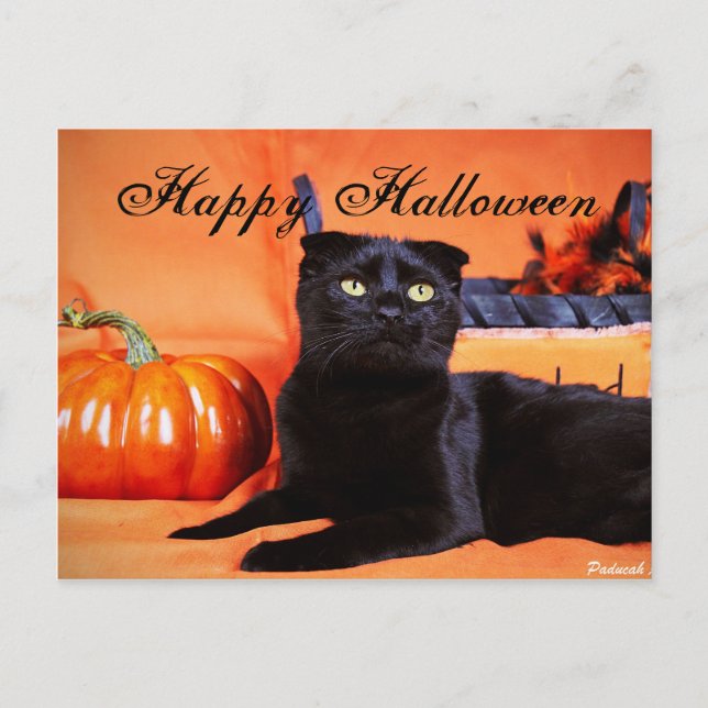 Postal Gato de Halloween (Anverso)