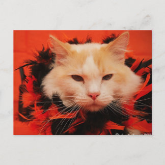 Postal Gato de Halloween