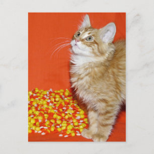 Postal Gato de Halloween