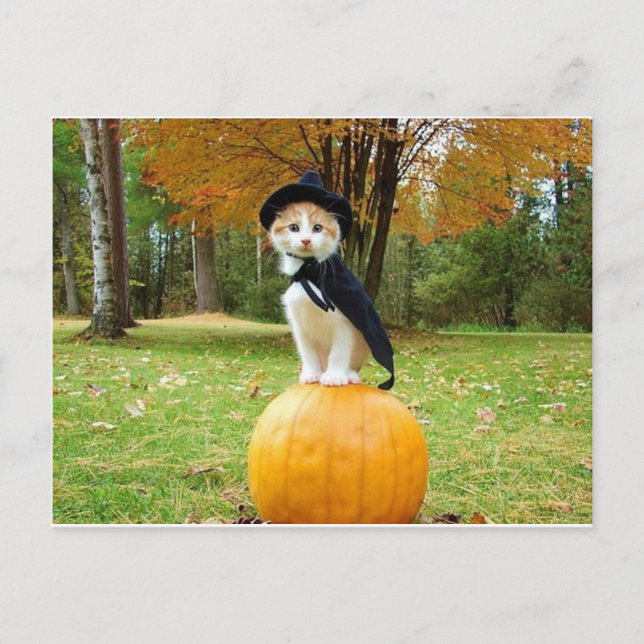 Postal Gato De Halloween En Una Calabaza Naranja (Anverso)