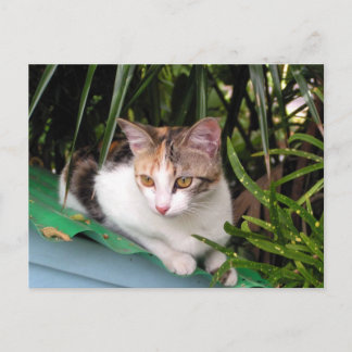 Postal Gato de Hemingway