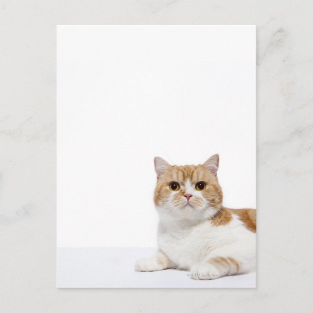 Postal Gato de hueso escocés (Anverso)