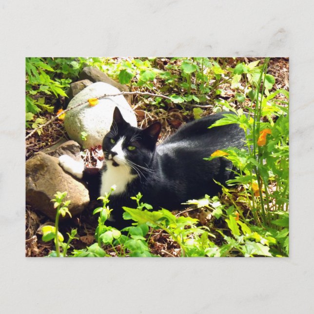 Postal Gato de jardín (Anverso)