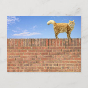Postal Gato de jengibre parado en la pared de ladrillo