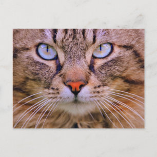 Postal gato de la foto del tabby