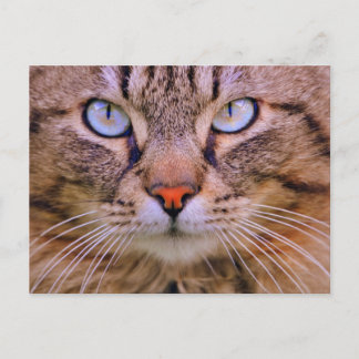 Postal gato de la foto del tabby