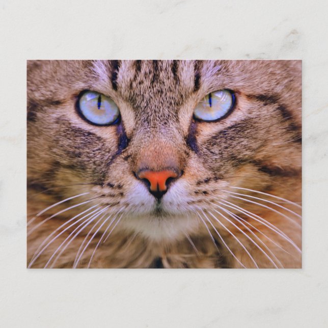 Postal gato de la foto del tabby (Anverso)