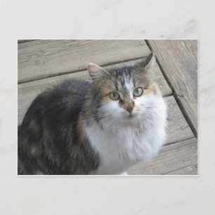 Postal Gato de larga duración