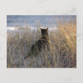 Postal Gato de las Dunas