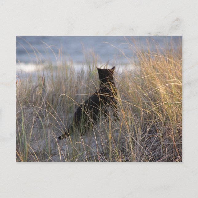 Postal Gato de las Dunas (Anverso)